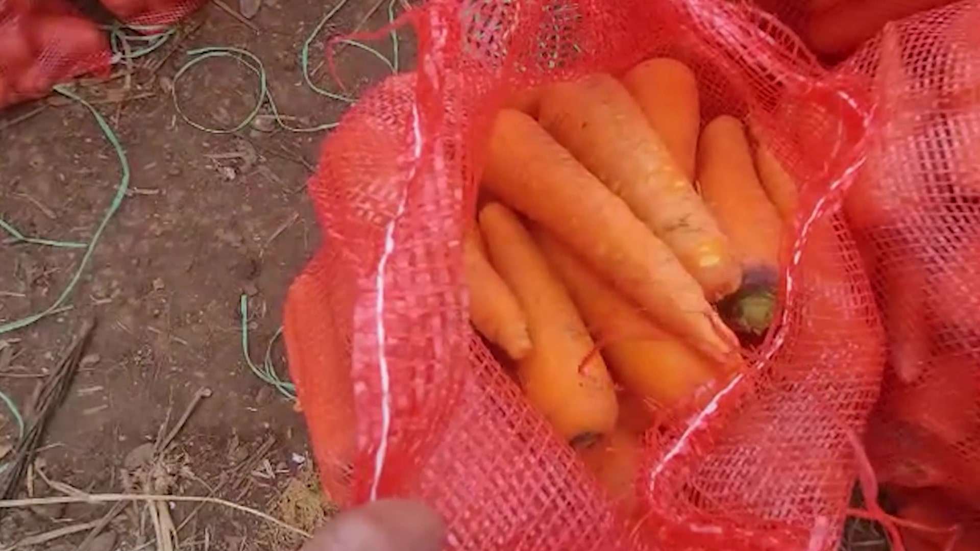 Carrot Oversupply Causes Price Dip, Frustrates Farmers