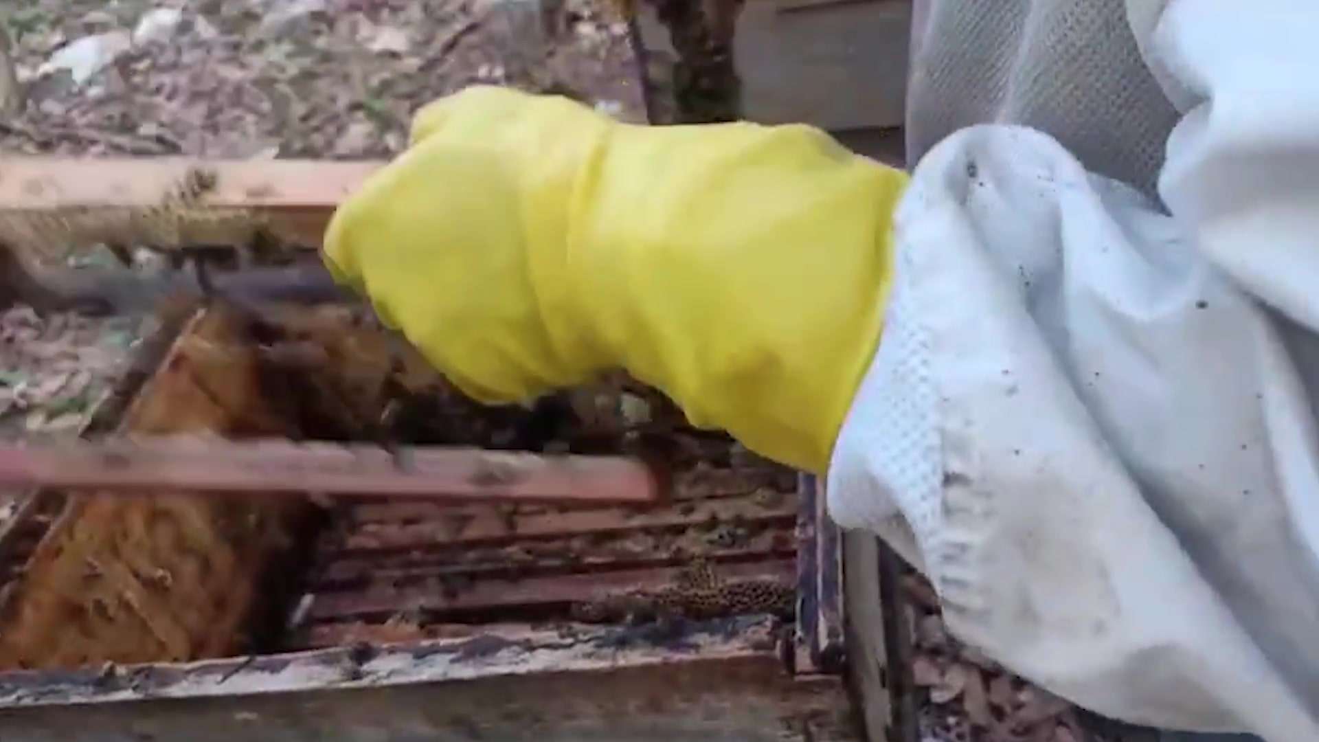 Corozal Beekeepers Targeted in $2,000 Honey and Beeswax Heist