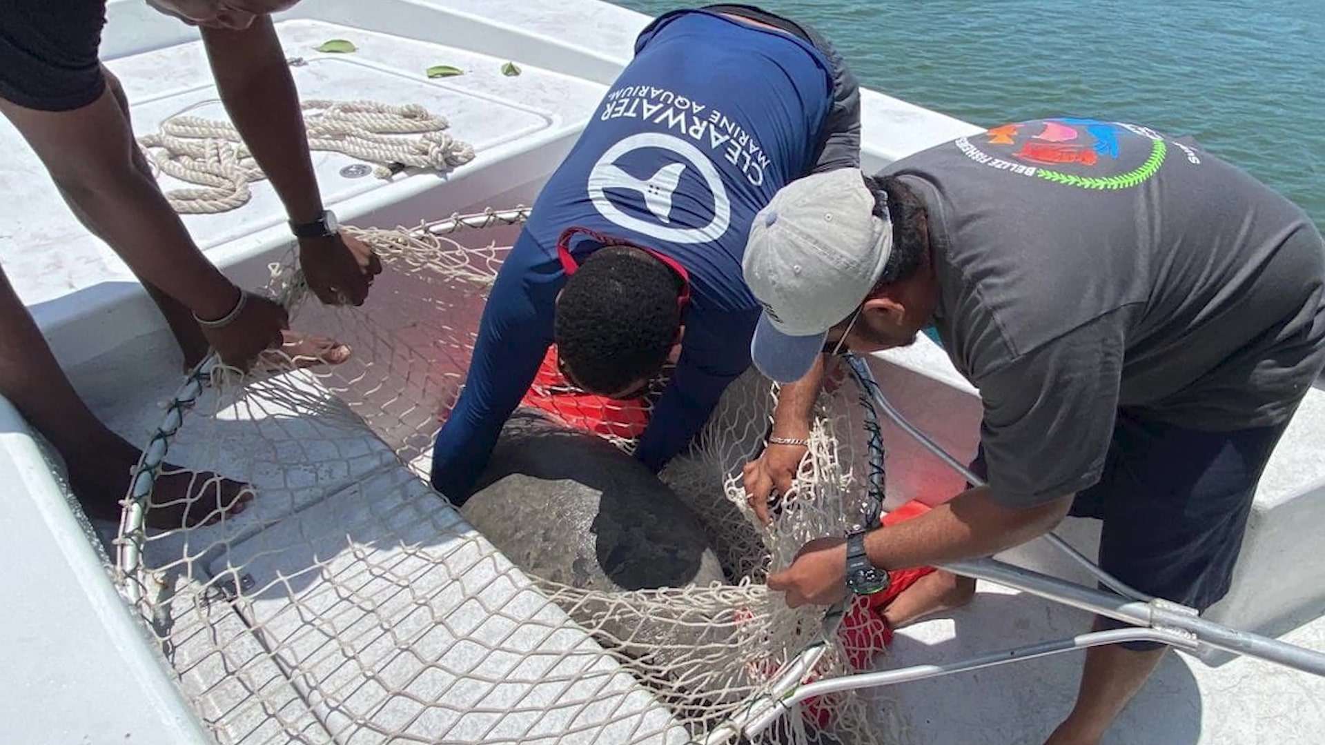 Injured Manatee Calf Rescued from Belize River and Taken for Treatment