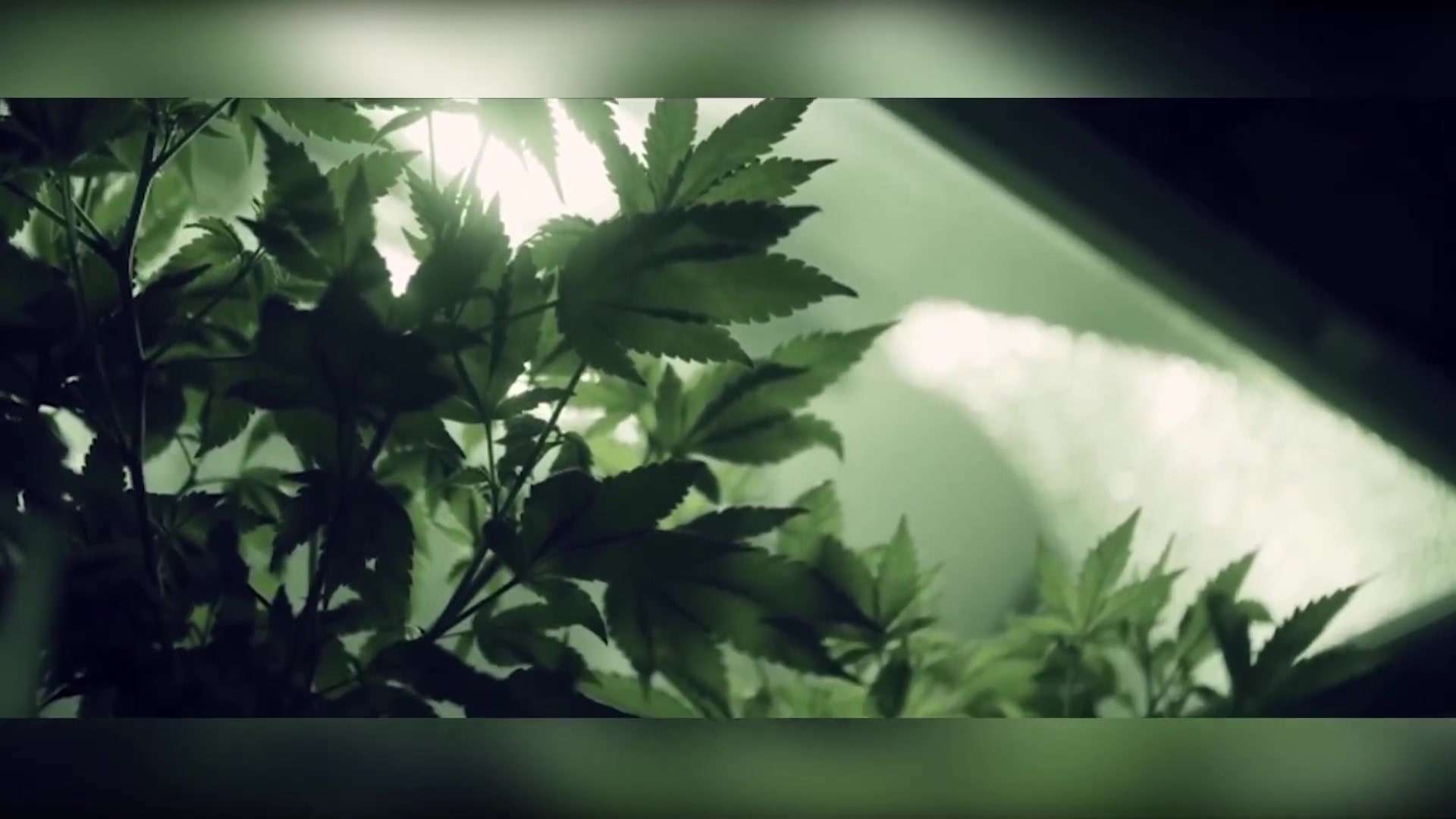 Belize’s Hemp Industry Holds Potential but Faces Challenges, Says Minister Musa
