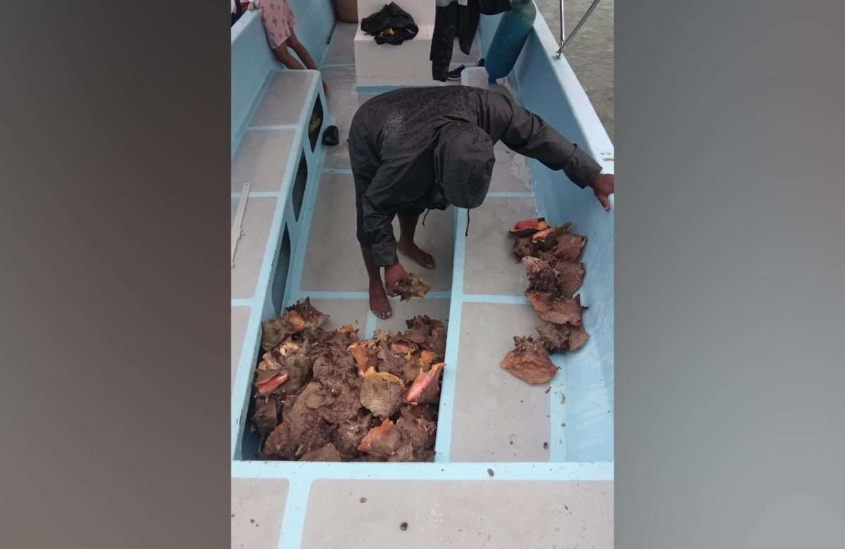 TIDE Uncovers Illegal Conch Farming Operation in Southern Belize