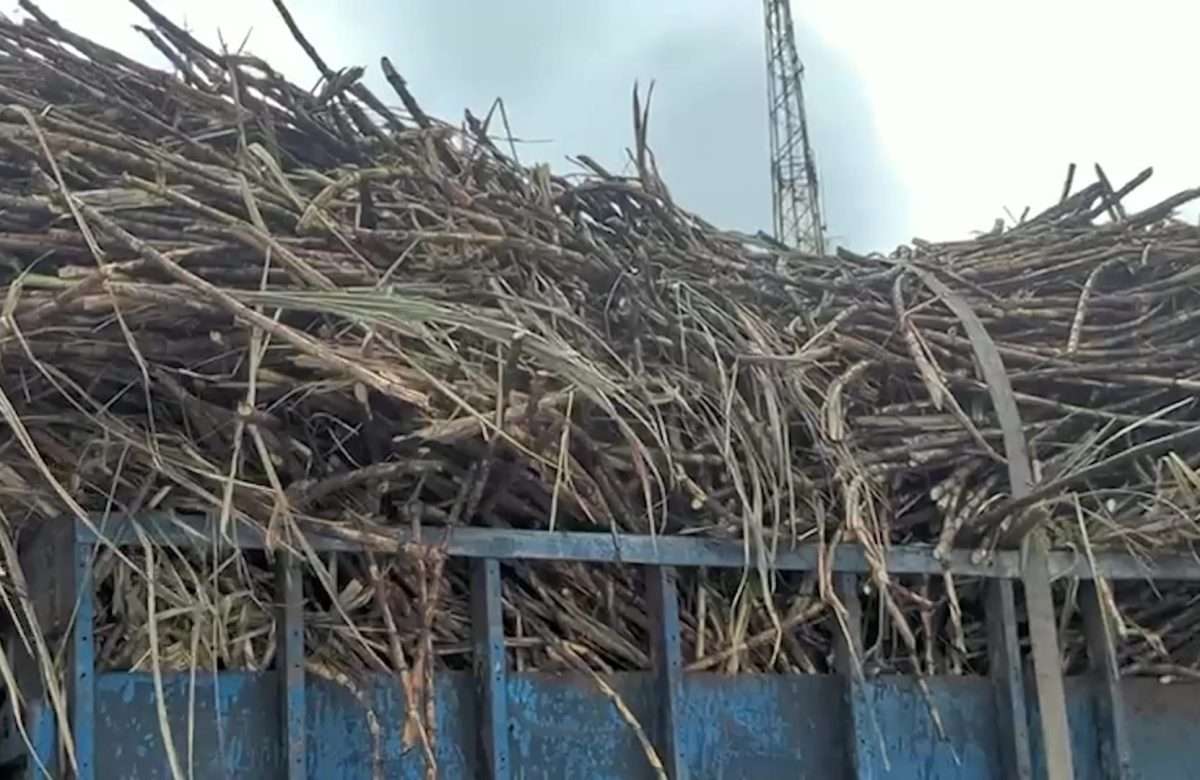 Belize Sugar Farmers Say Second Crop Payment Falls Short of Meeting Rising Costs