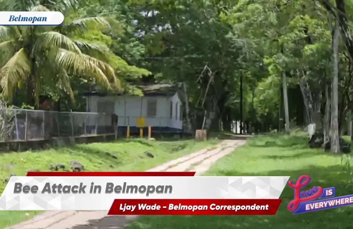 Bee Swarm Stings Several People in Belmopan Neighborhood